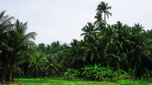 烟台的粉色沙滩在哪里（烟台粉黛花海在哪里）